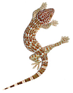 Beyaz arka plan üzerinde izole Gekon fotoğrafı.