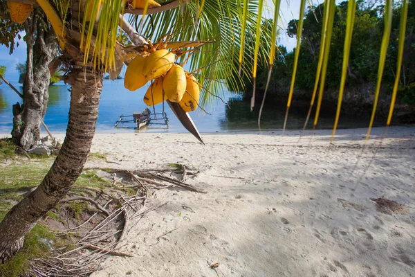 照片不变在巴厘岛的热带海滩。棕榈果实。垂直的图片。渔船模糊背景. — 图库照片