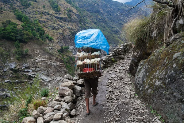 Nepalés Sherpa Senderismo Mountain Trail Village .Joven Escalada Bolsas Cargadas Seguimiento Viajero Hermoso Noth Asia.Summer Paisaje Fondo. . — Foto de Stock