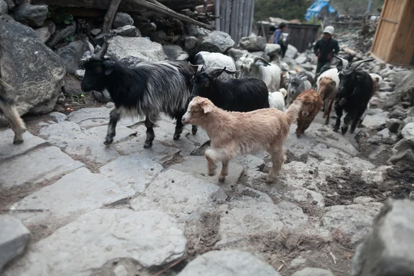 Caravan Animal Goats Crossing Village. Horizontal Photo.Blurred.