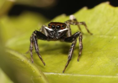 Beyaz çizgili atlama örümcek