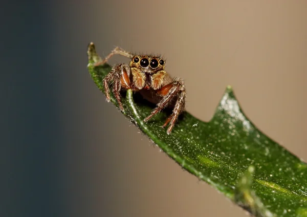 Kahverengi örümcek atlama