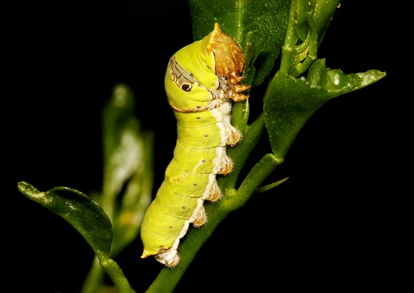석 회 또는 레몬 나비-Papillio demoleus의 애벌레 — 스톡 사진
