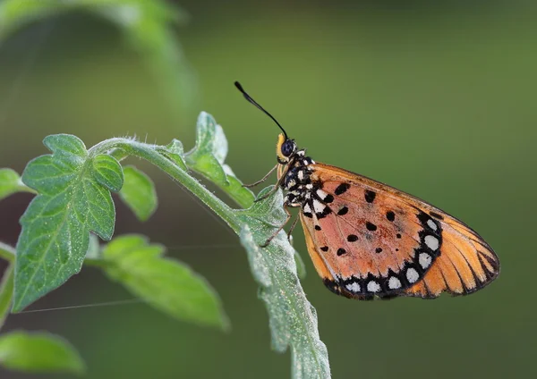 ortak kaplan kelebek