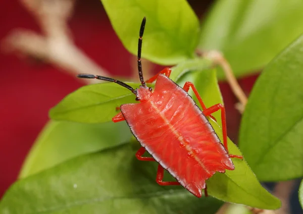 Perisi kalkan hata, Pycanum rubens, parlak kırmızı renkte.