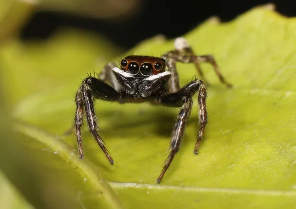 Beyaz çizgili atlama örümcek
