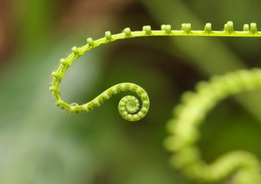 Ormanda genç eğreltiotu