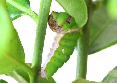 Chrysalis oluşumu çalıştırmazdan önce bir limon ağacı dalına asılı Caterpillar ortak kireç kelebek - Papilio demoleus-.