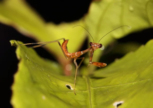 Dua eden peygamber devesi, yeşile dönmeden önce kahverengi renkli. 