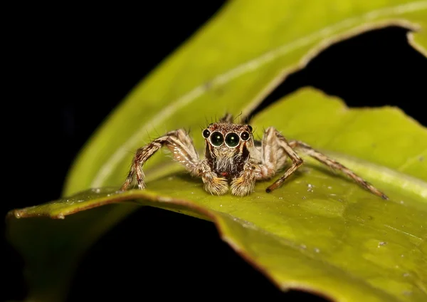 Bir yaprak üzerinde dinlenme kahverengi atlama örümcek.