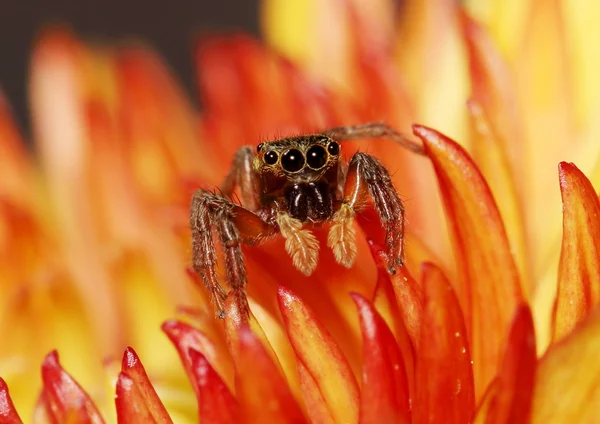 Bir turuncu ve sarı Kasımpatı çiçeği üzerinde kahverengi atlama örümcek