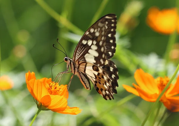 Bir yaprak üzerinde dinlenme kahverengi atlama örümcek.