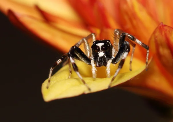 Schwarz-weiße springende Spinne auf einer Chrysanthemenblume — Stockfoto