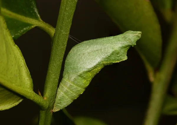 Chrysalis ortak kireç kelebek, bir limon ağacı dalı Papilio demoleus.