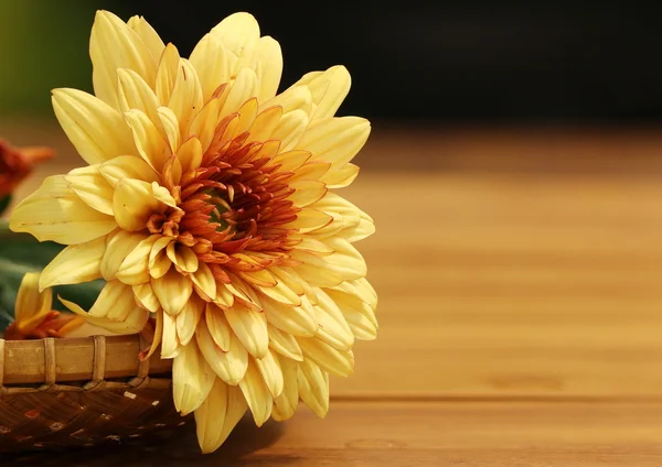 Dokuma bambu sepet içinde tek kahverengi ve turuncu krizantem 