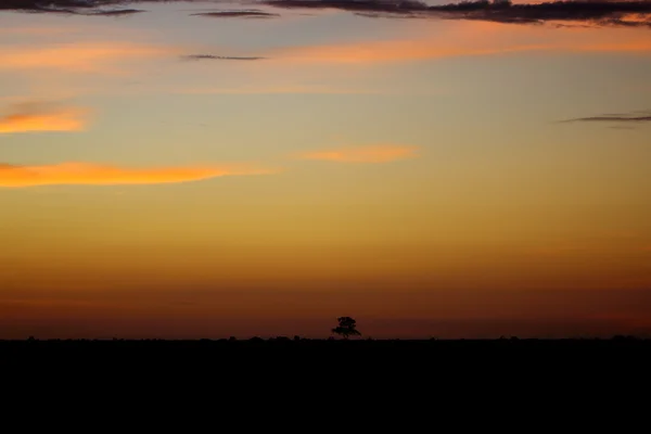 Günbatımı ile mesafe geniş düz arazi üzerine tek, yalnız ayakta ağacında silüeti. 