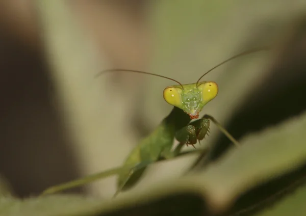 Yakın çekimde peygamber devesi alındı