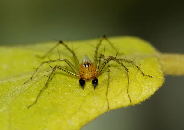 Bir yaprak üzerinde tünemiş erkek lynx örümcek