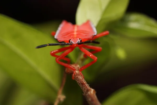 Pycanum rubens (kalkan hata perisi), parlak kırmızı renkte