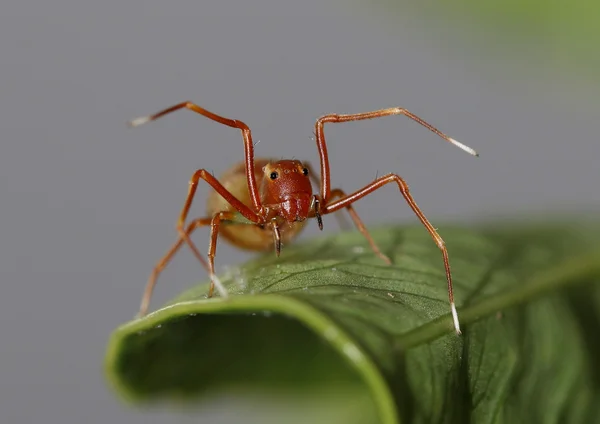 Karınca taklit eden Yengeç örümcek (Amyciaea lineatipes)