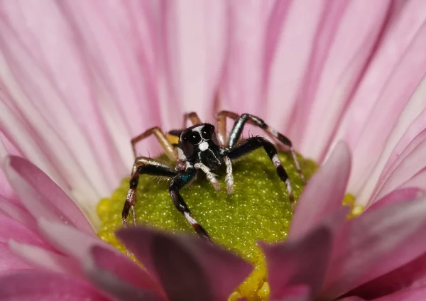 Siyah ve beyaz pembe krizantem içinde örümcek atlama