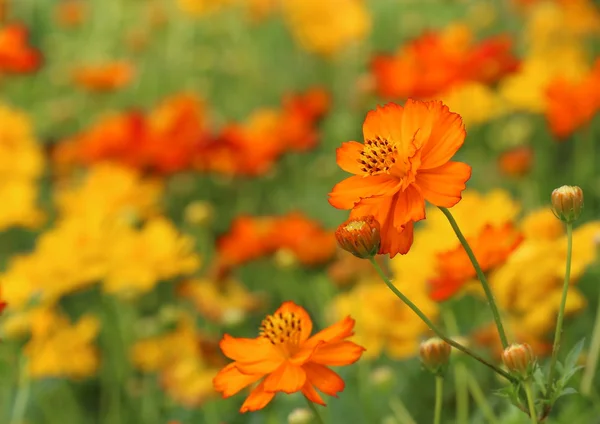 Cosmos çiçek tarlasında dışarı ayakta turuncu cosmos çiçekler.