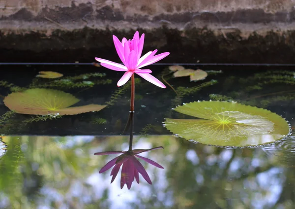 Bir tek pembe nilüfer ile onun yansıması bir Budist tapınağı içinde bir havuzda.