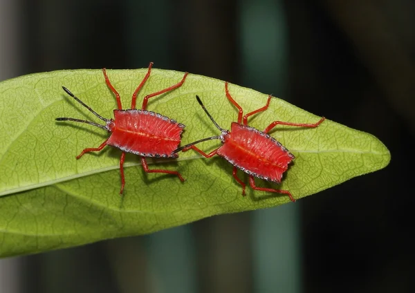 Kalkan iki perileri Pycanum rubens hata