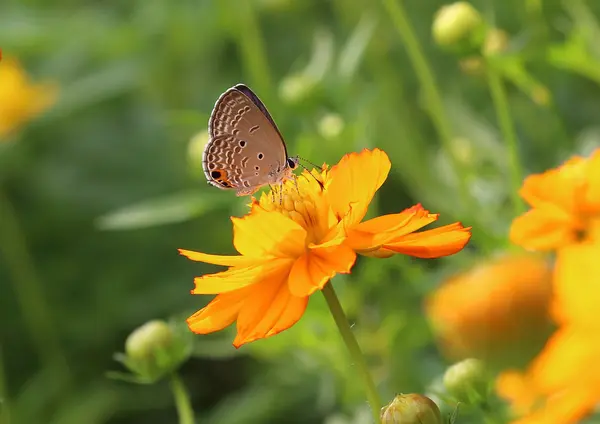 Motyl na kosmos kwiat — Zdjęcie stockowe