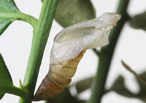 Kelebek değiştirdi ve uçtu sonra Papilio demoleus, ortak kireç kelebek krizalid kabuk kaldı.