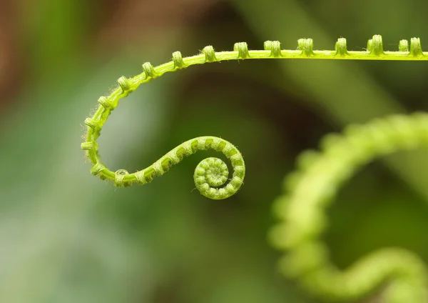Ormanda genç eğreltiotu