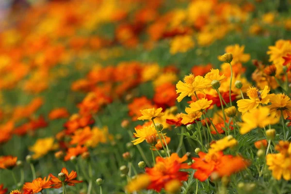 Sarı ve turuncu cosmos çiçek, cosmos mantarı alan