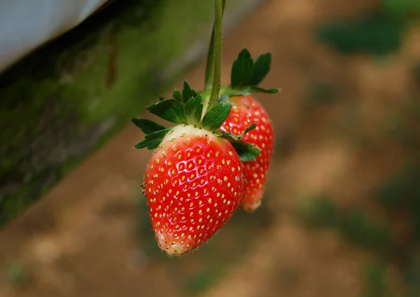 Yayla çilek hazinesi asılı.