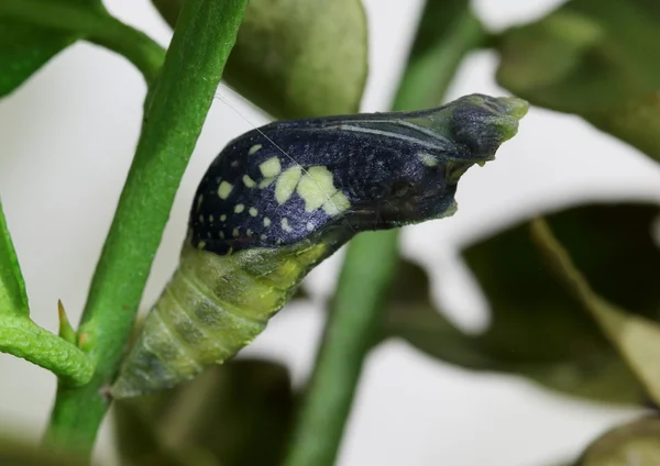 Kireç veya limon kelebek krizalid