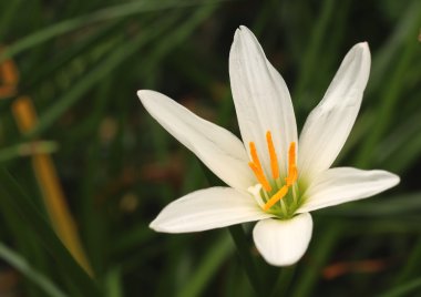 Beyaz yağmur lily