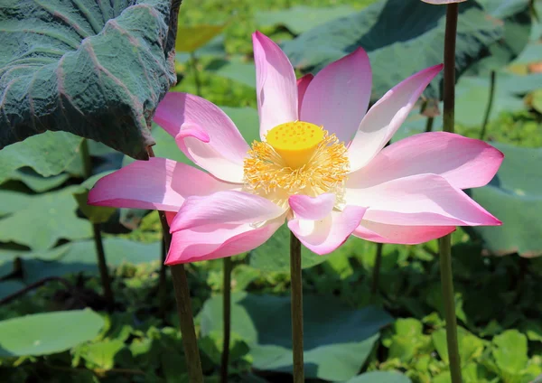 Pembe lotus, Nelumbo nucifera