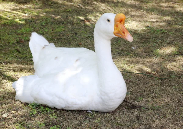 Beyaz kaz yere dinlenme