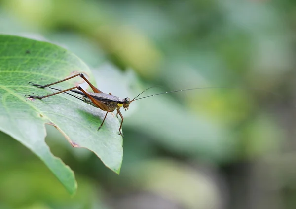 Sarı-yeşil çekirge yaprağı üzerinde tünemiş