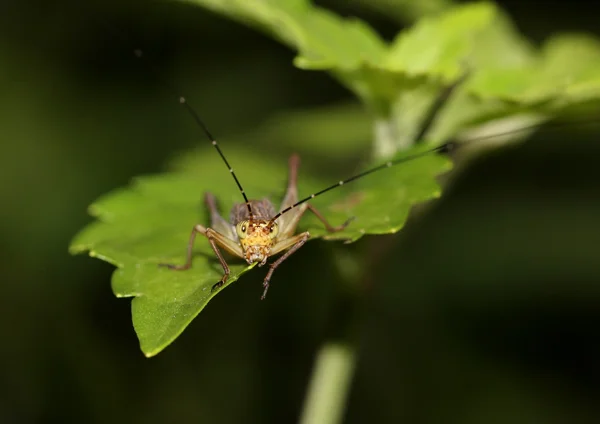 Sarı-yeşil çekirge bir yaprağına besleme.