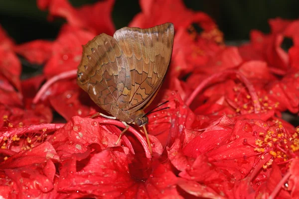 Hibiscus çiçek üzerinde besleme ortak kahverengi kelebek.