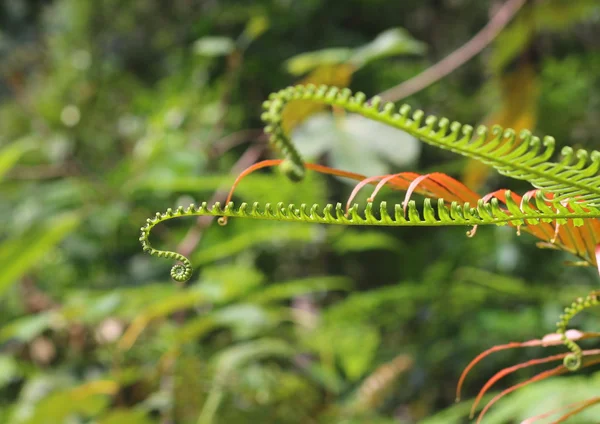 Genç yeşil eğreltiotu