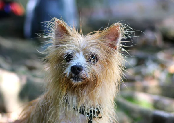 Karışık korkunç yüzdükten sonra ıslak