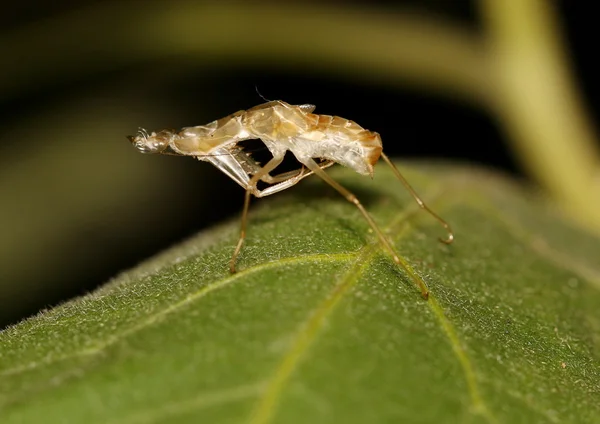 Kahverengi praying mantis, mantis bileğinde tüy dökme