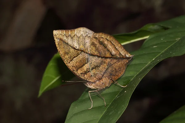 Πορτοκαλί oakleaf ή νεκρά φύλλα πεταλούδα, Kallima inachus — Φωτογραφία Αρχείου