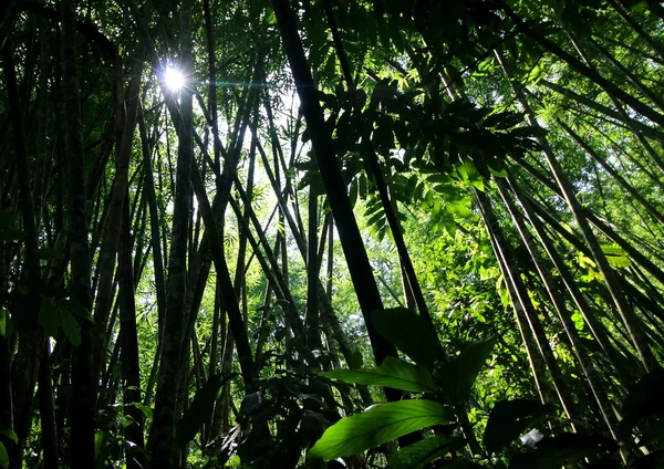 Sun ray aracılığıyla bir bambu koru
