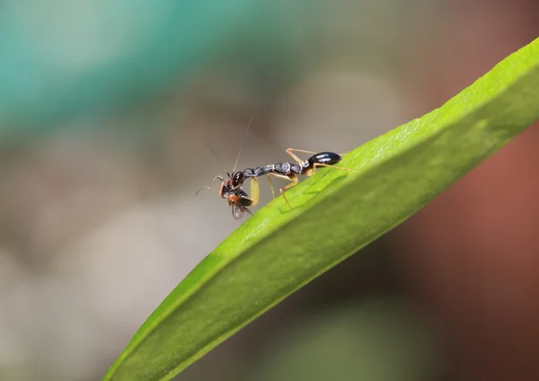 Siyah peygamber devesi, mantis bileğinde, küçük bir sinek besleme.