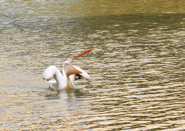 Açılan boğaz çantası ile aç Pelikan.