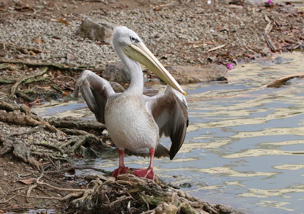 Pelikan bir göl kenarında sunning