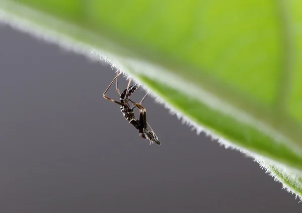 Bir siyah praying mantis, mantis bileğinde tüy dökme.