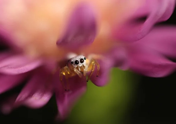Bir pembe papatya yaprağı üzerinde beyaz atlama örümcek